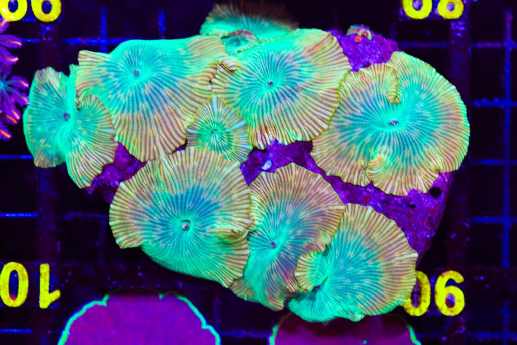Frag Box Corals