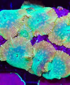 Wysiwyg Striped Discosoma  (C89) **PER LEAF**