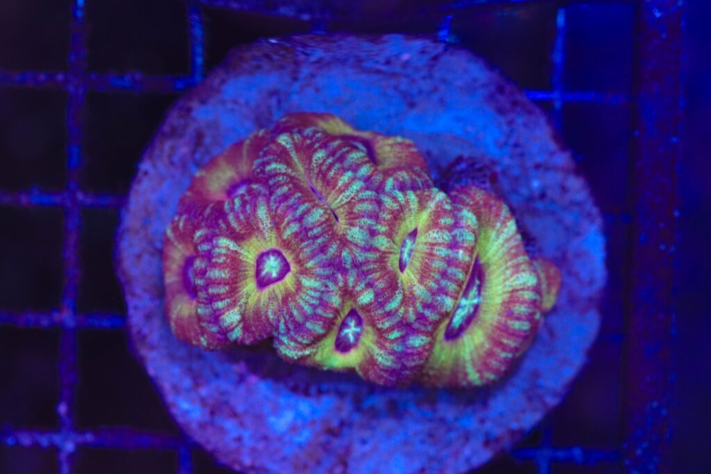 Frag Box Corals
