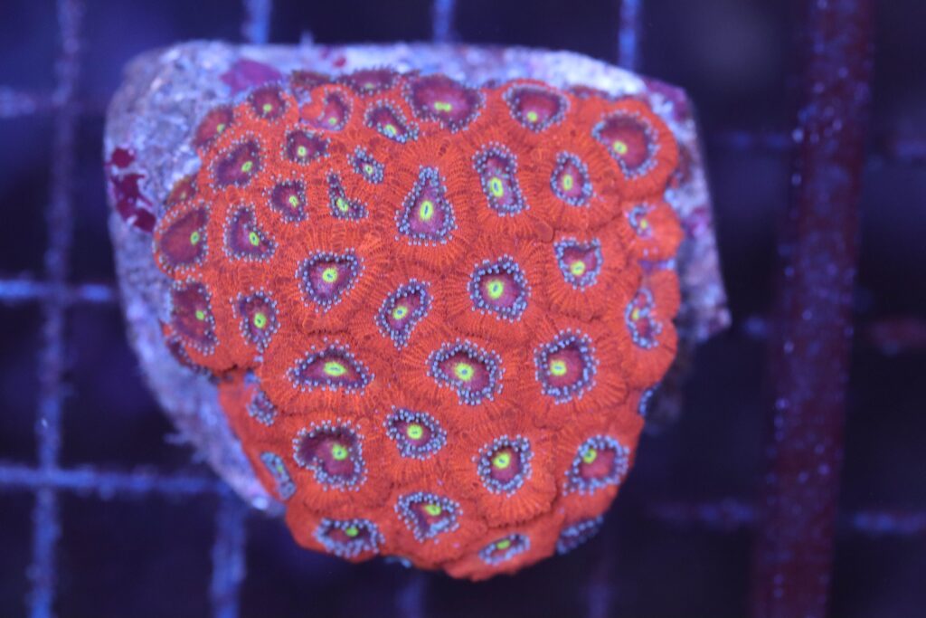 Frag Box Corals
