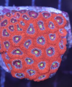 Wysiwyg Micromussa Coral (C97)