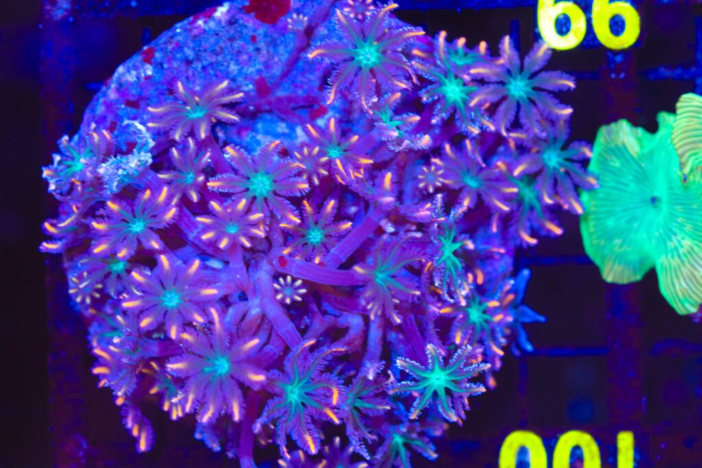 Frag Box Corals
