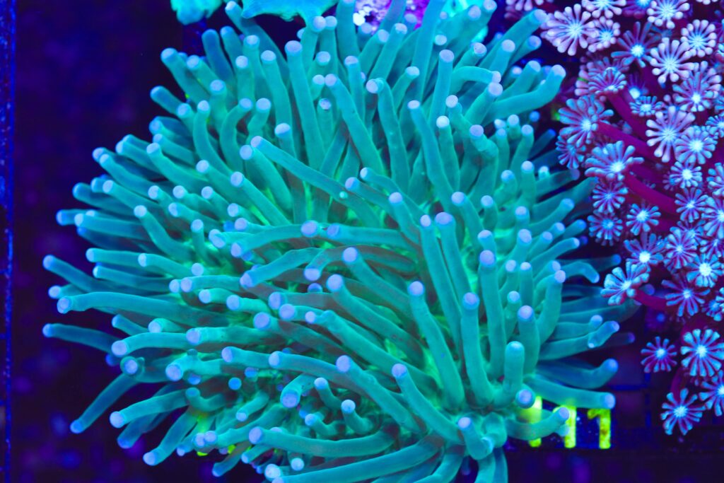 Frag Box Corals