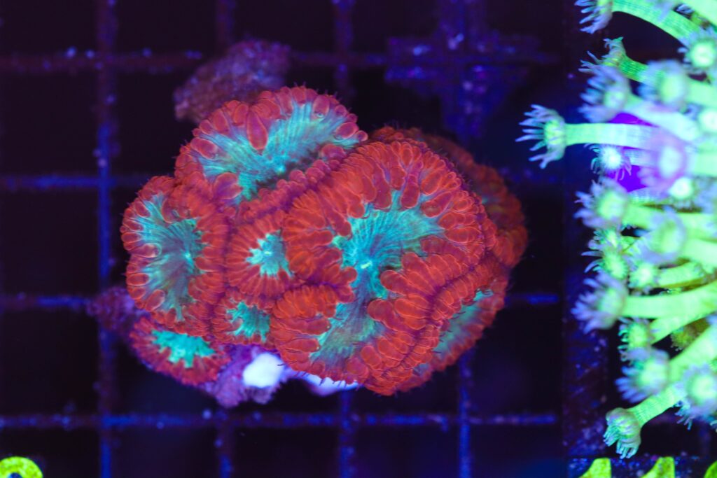 Frag Box Corals