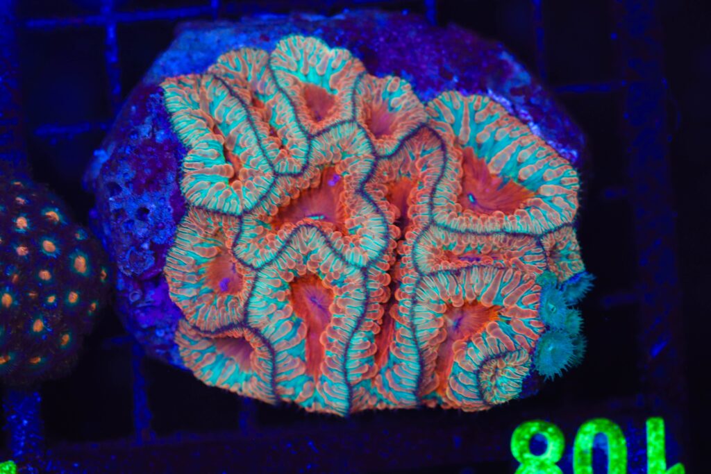Frag Box Corals