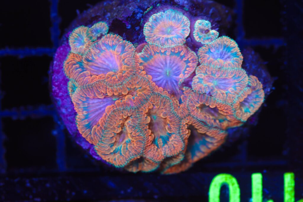 Frag Box Corals