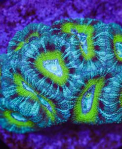 Blue Tiger Acan Coral