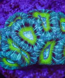 Blue Tiger Acan Coral