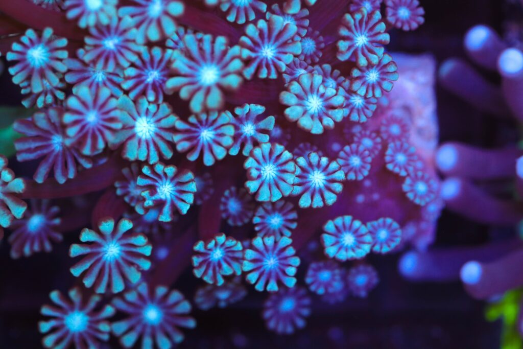 Frag Box Corals