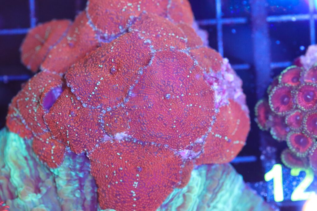 Frag Box Corals