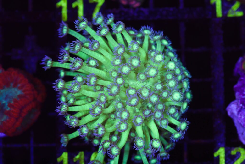 Frag Box Corals