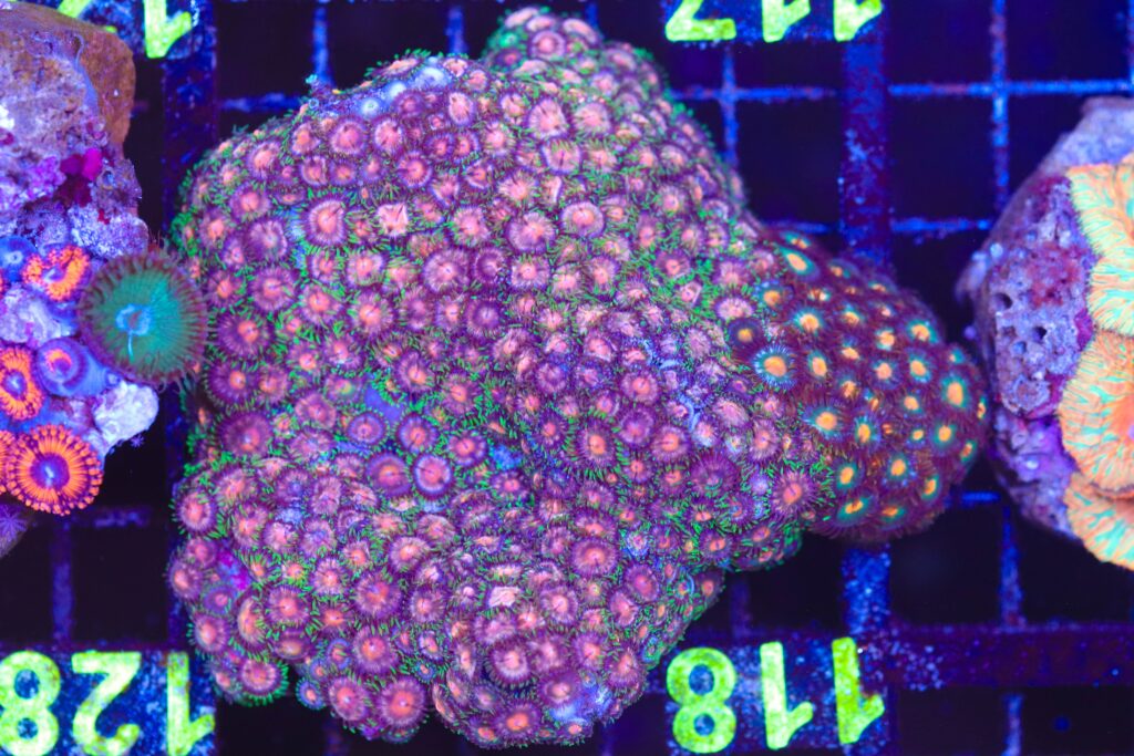 Frag Box Corals