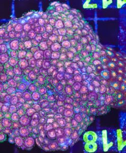 Unique Wild Zoa Frag (C117)