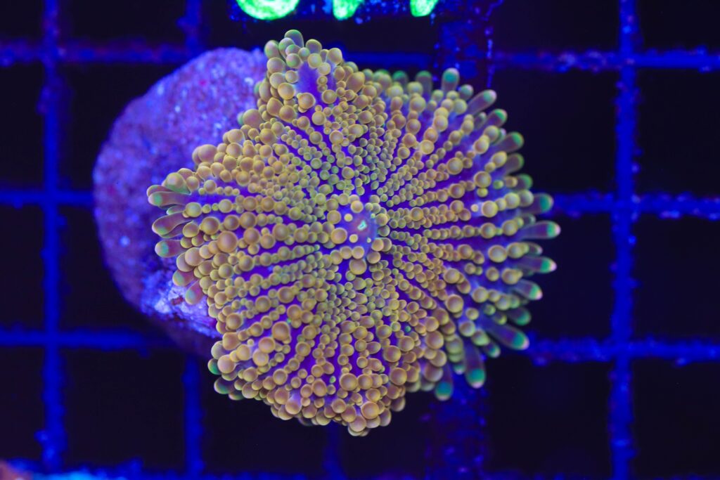 Frag Box Corals