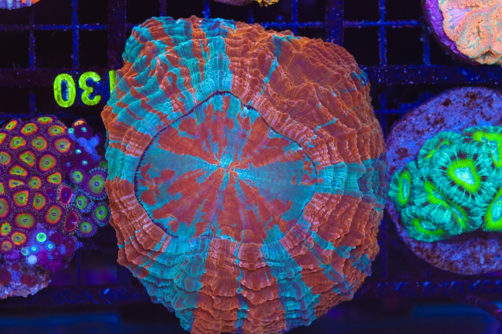 Frag Box Corals