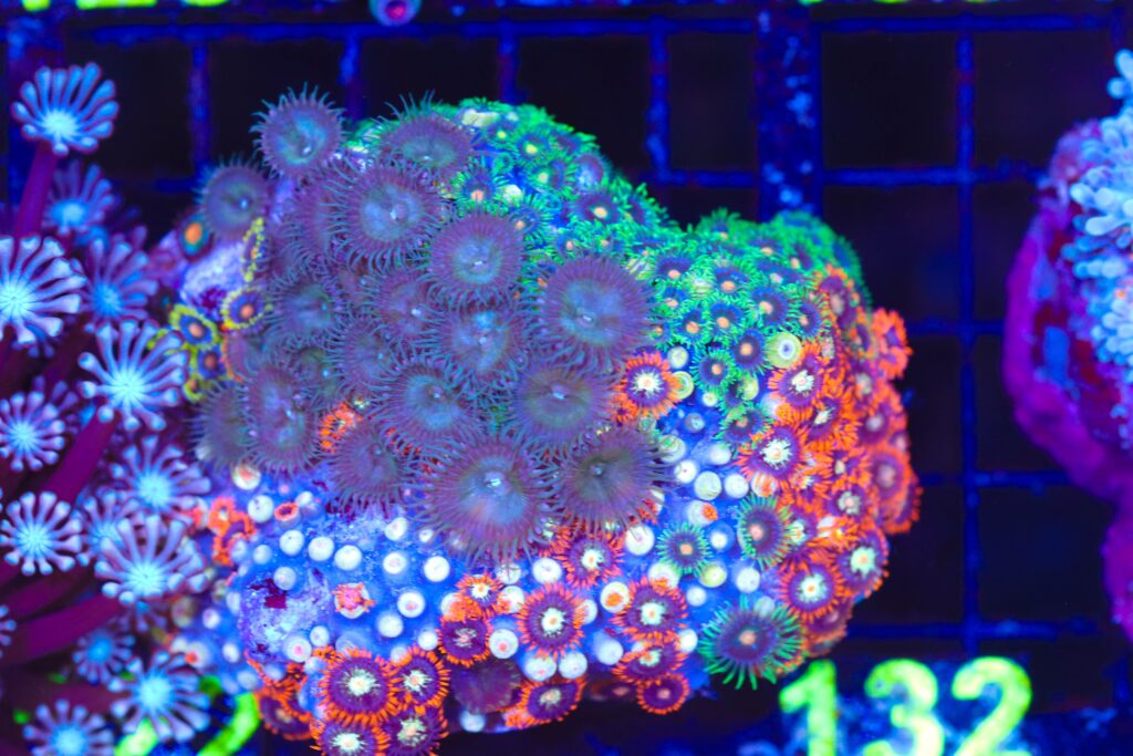 Frag Box Corals