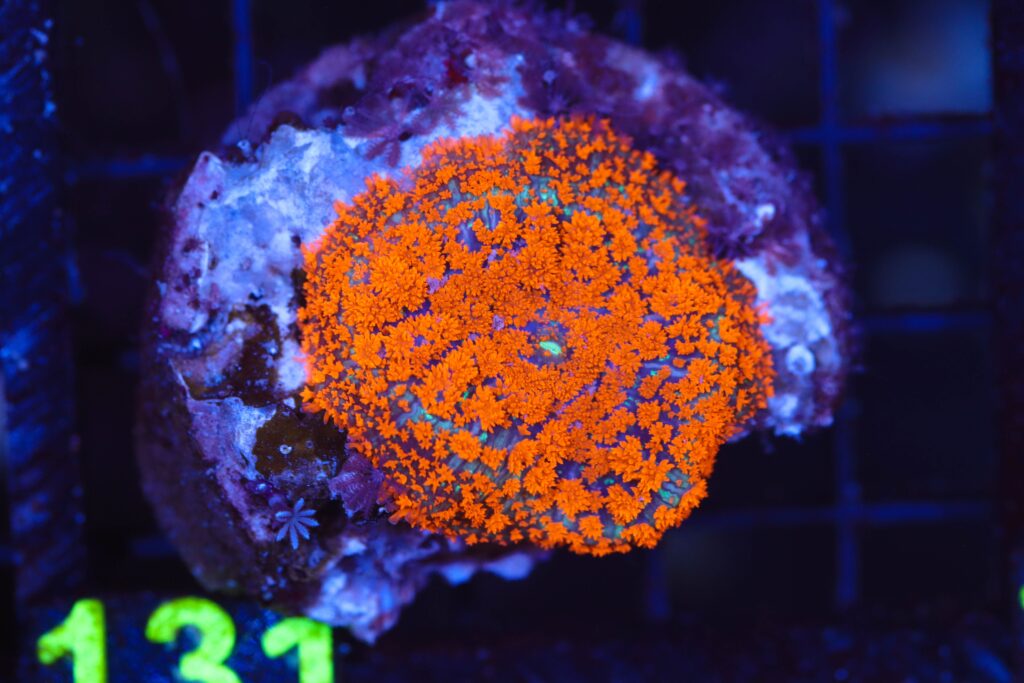 Frag Box Corals