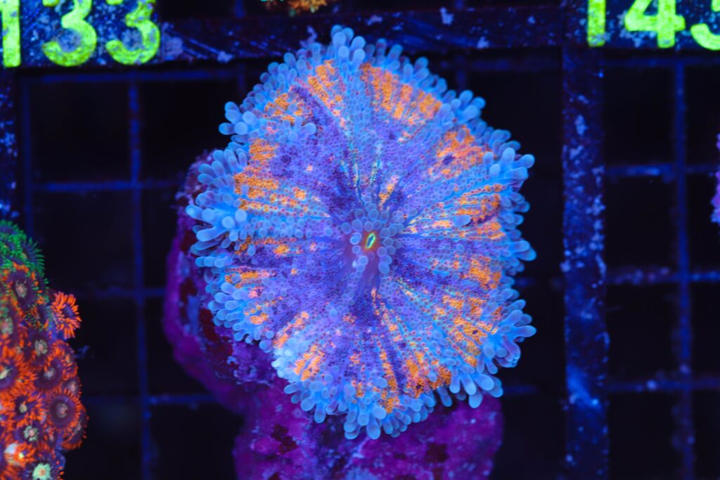 Frag Box Corals