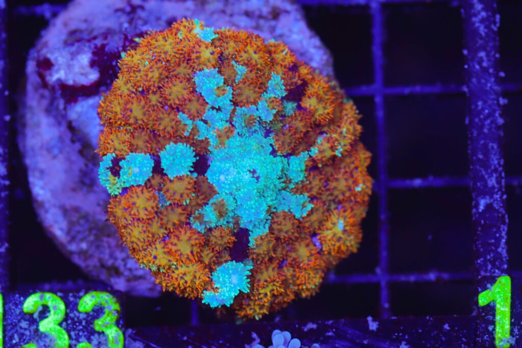 Frag Box Corals
