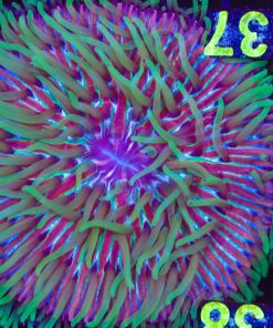 Wysiwyg Plate Coral (C137)
