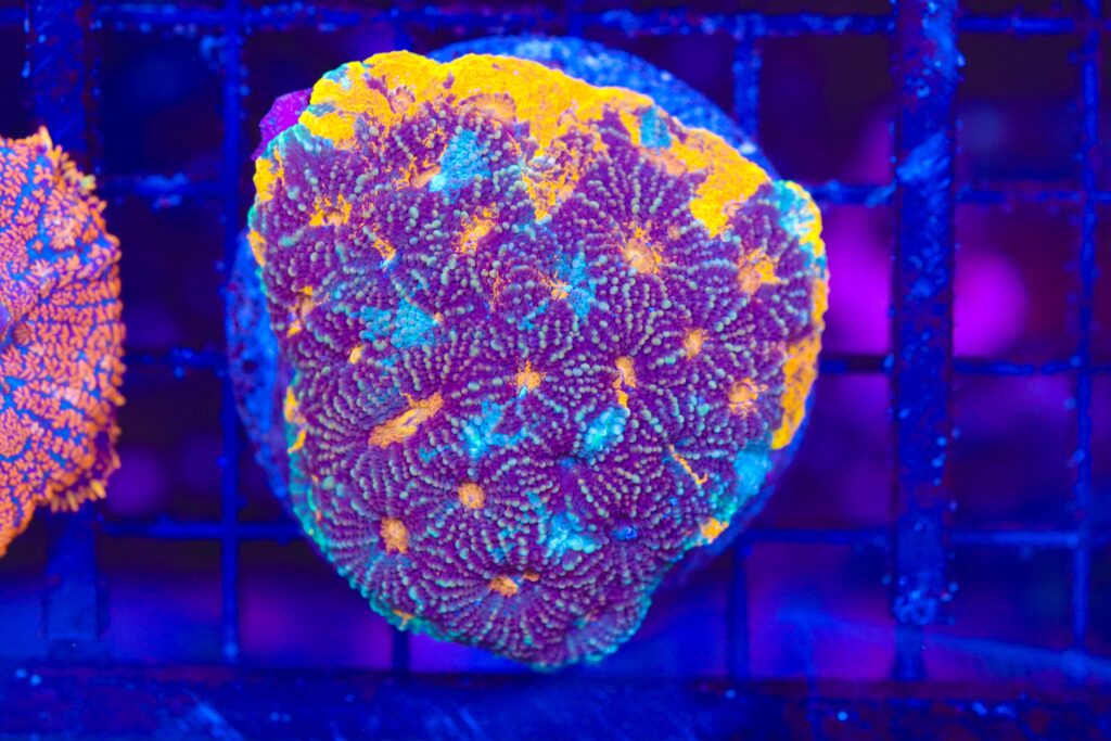 Frag Box Corals