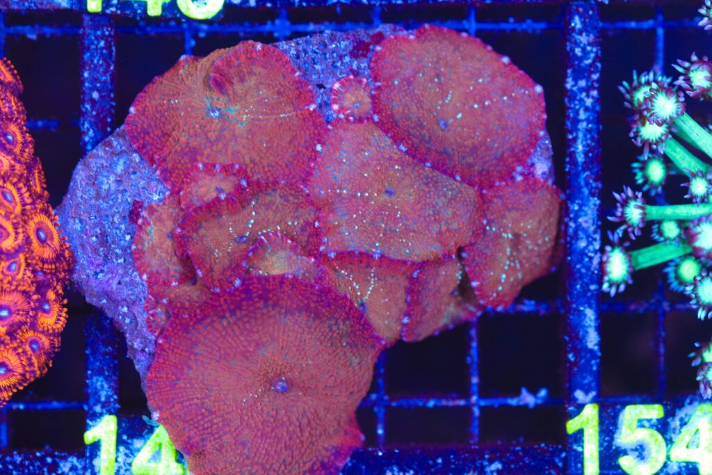 Frag Box Corals