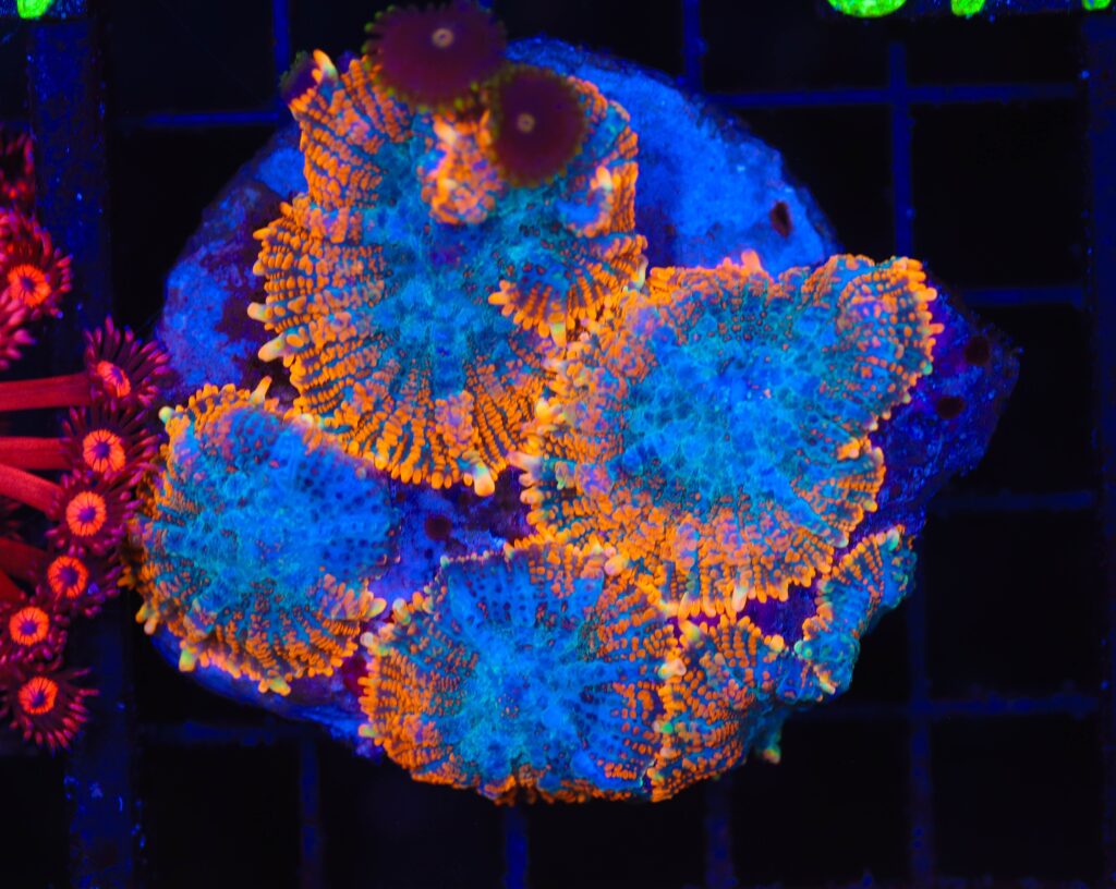 Frag Box Corals