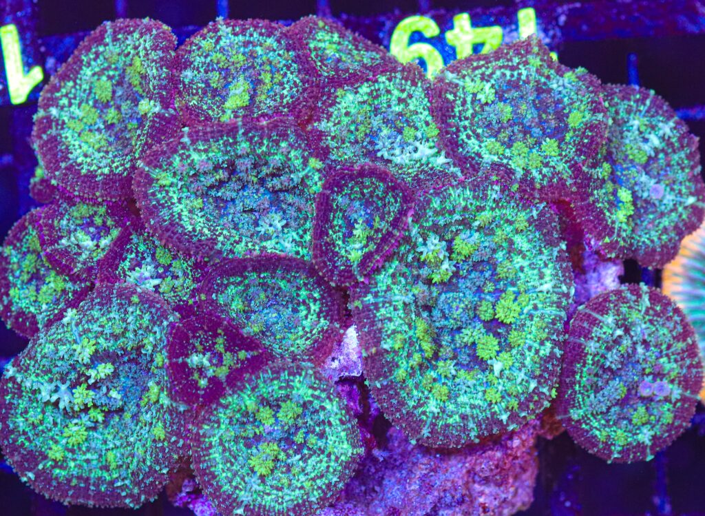 Frag Box Corals
