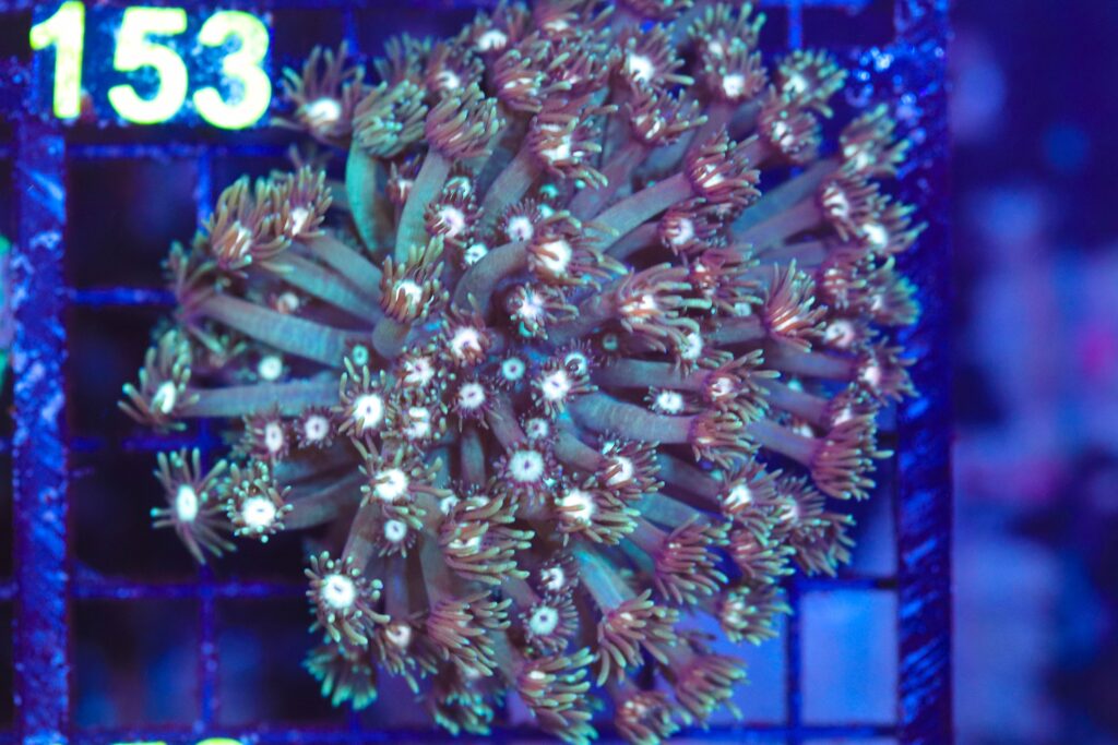 Frag Box Corals