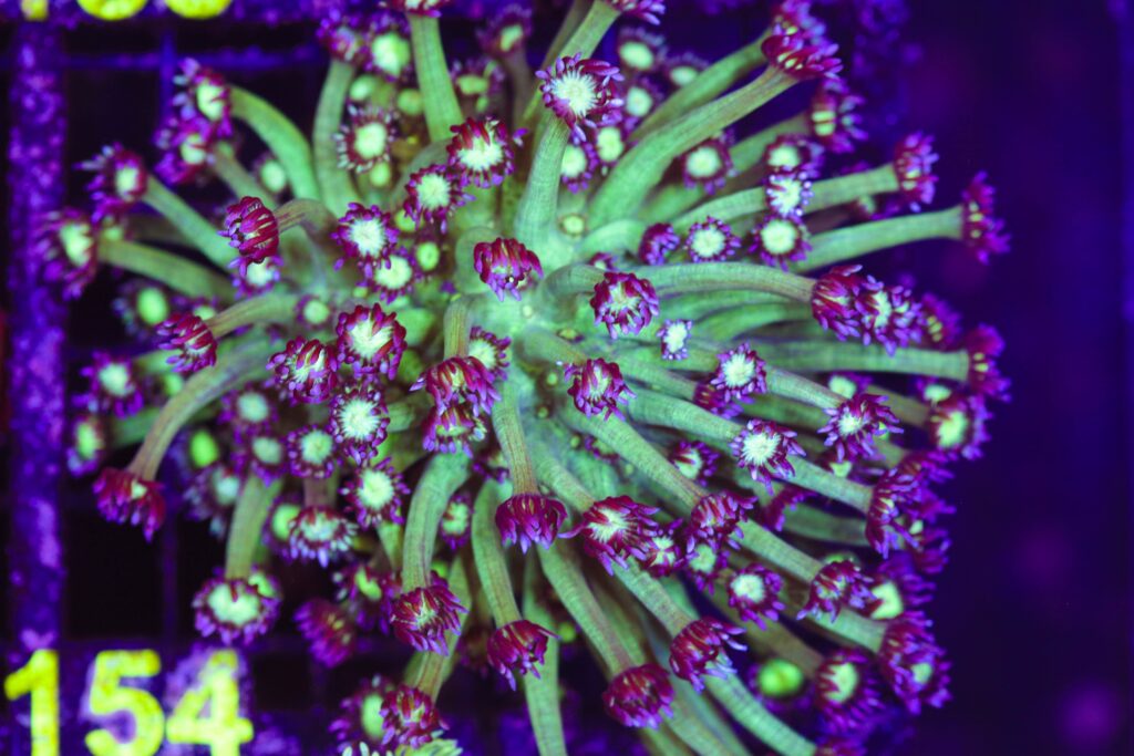 Frag Box Corals