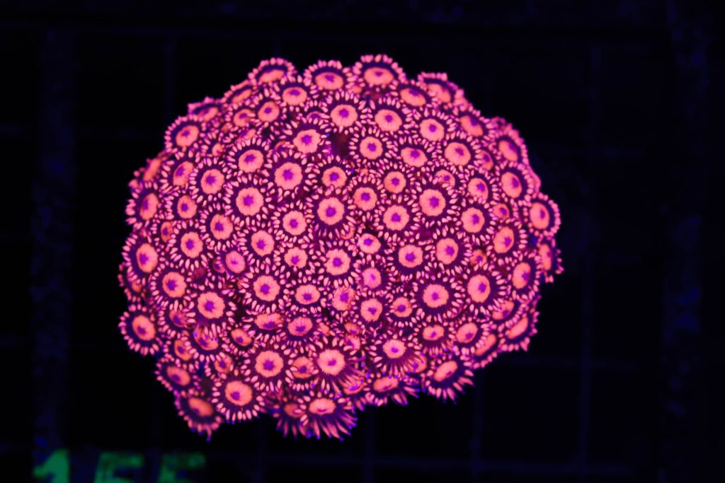 Frag Box Corals