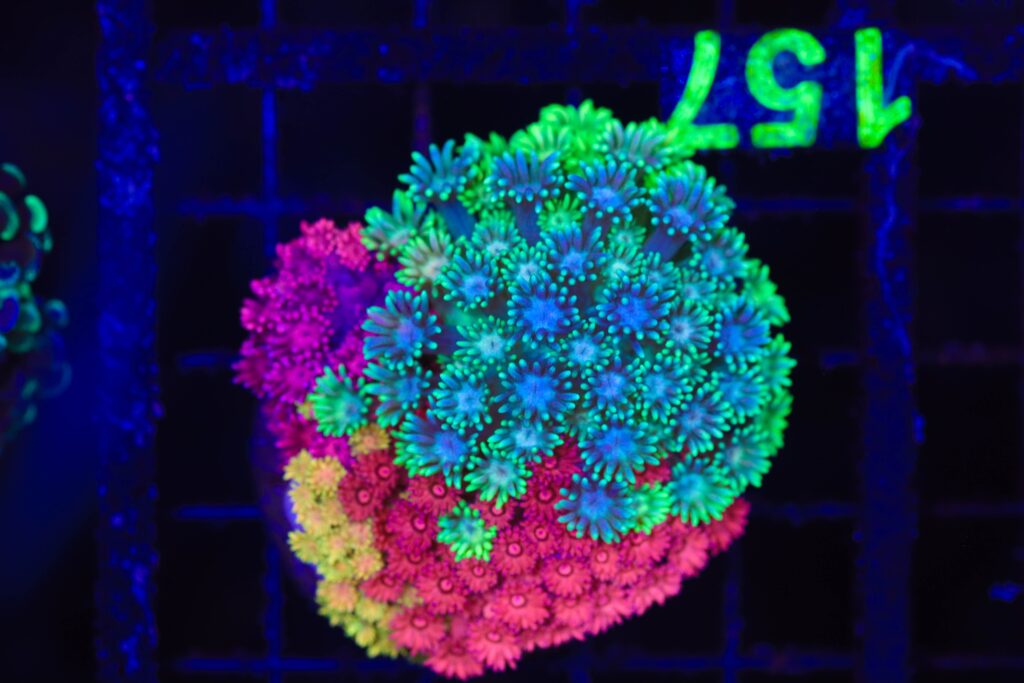 Frag Box Corals