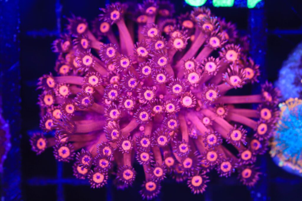 Frag Box Corals