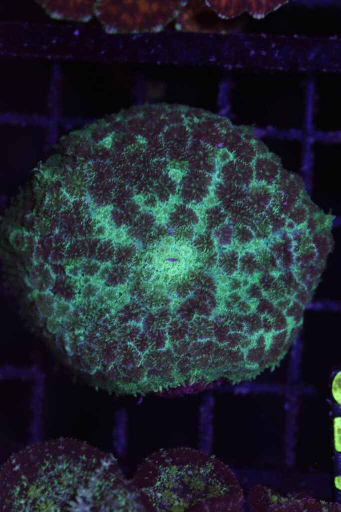 Frag Box Corals