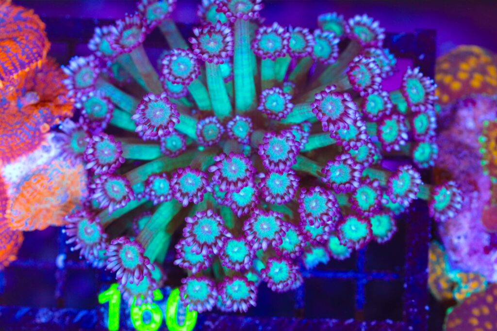 Frag Box Corals