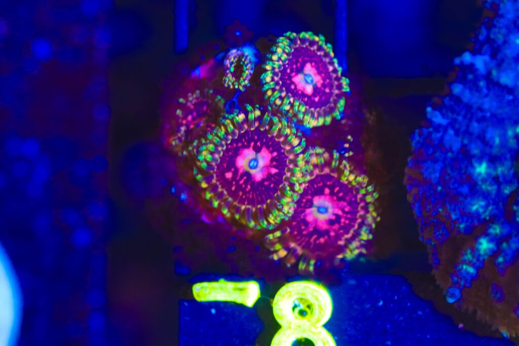 Frag Box Corals