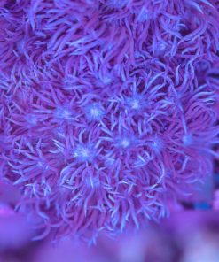 Deep Purple Flowerpot Coral (Row #72:B)