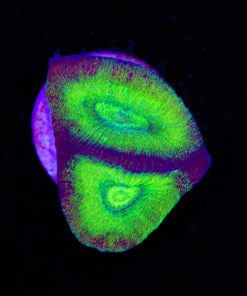 Night Vision Favia Coral Frag (Row #38)