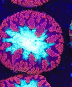 Black Hole Blastomussa Frag  (Row #47:B)