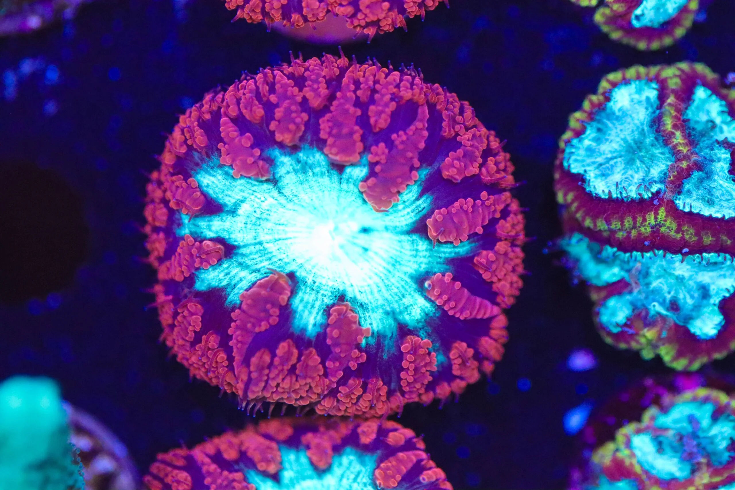 Frag Box Corals