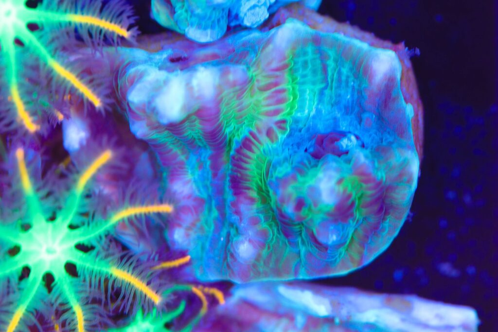 Frag Box Corals