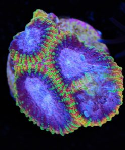 Golden Princess Favia Frag (Row #32)