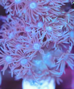 Australian Flowerpot Coral Frag (Row #73)