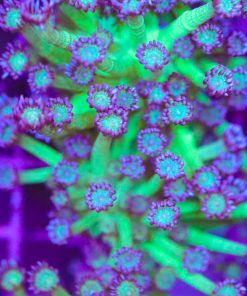 Dazzle Flowerpot Frag (Row #75)
