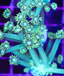 Super Vibrant Green FLowepot Frag (Row #75:B)