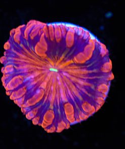 El Diablo Blastomussa Frag (Row #56)