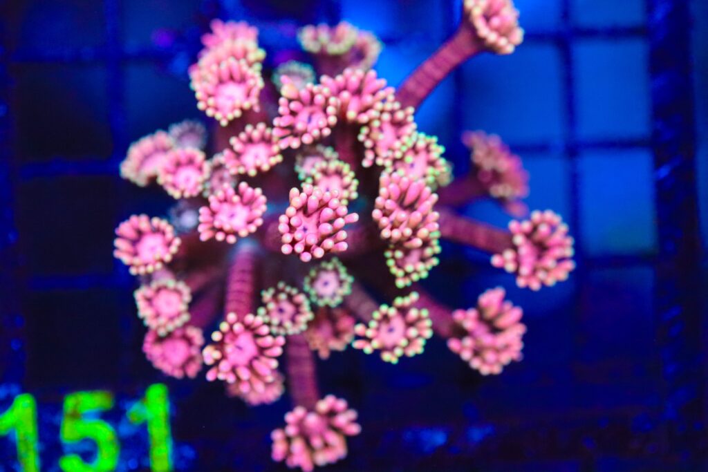 Frag Box Corals