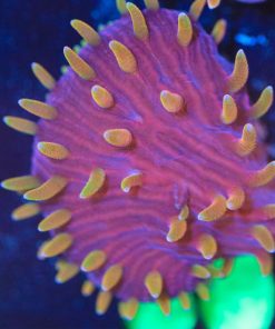 Disco Diaseris Plate Coral Frag (Row #60)