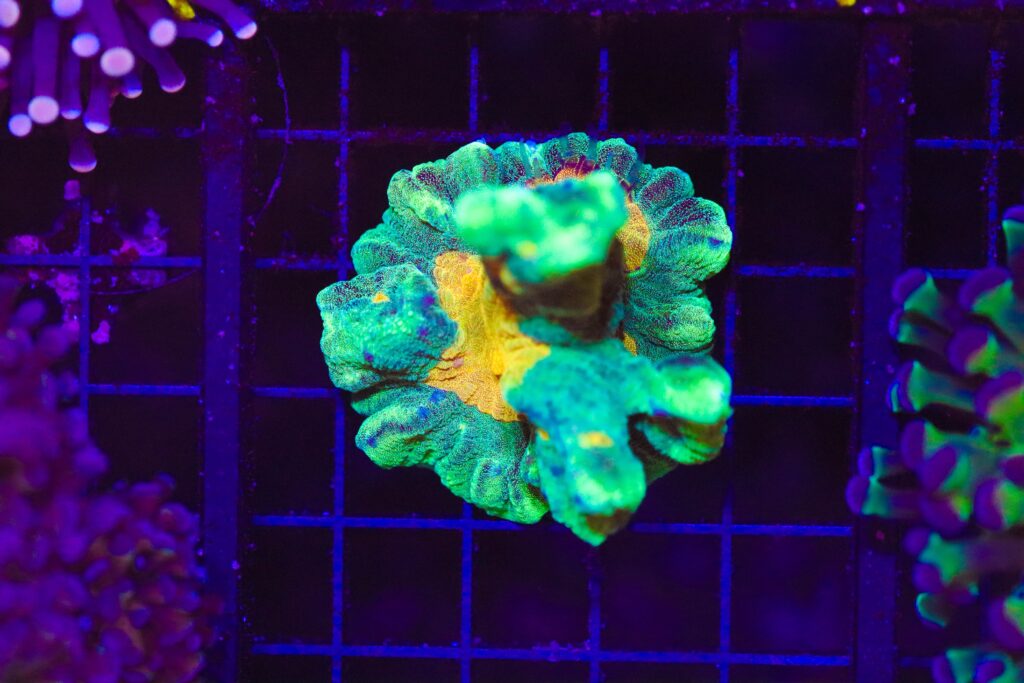 Frag Box Corals