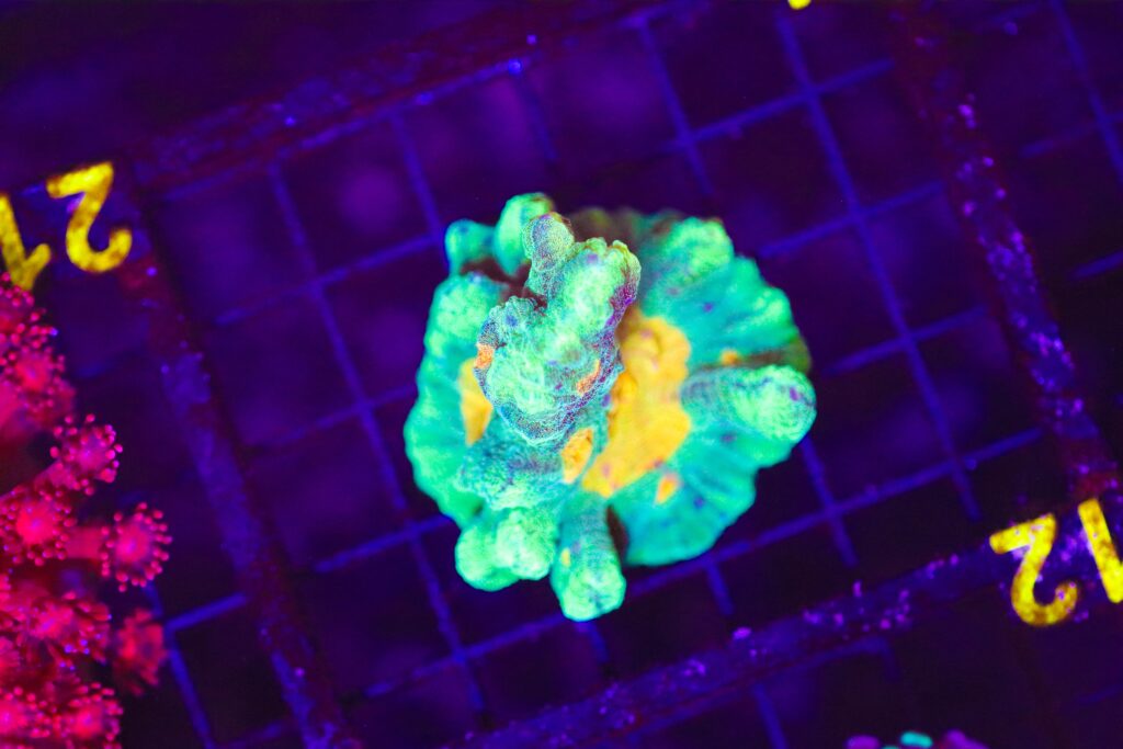 Frag Box Corals
